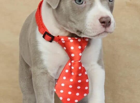 American bully pocket 