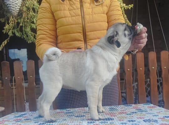 Mops