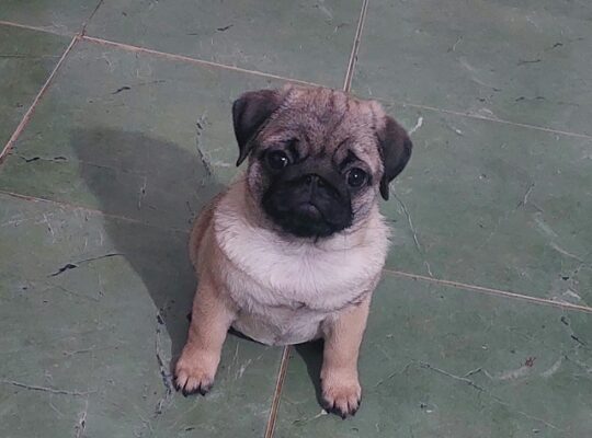 Mops