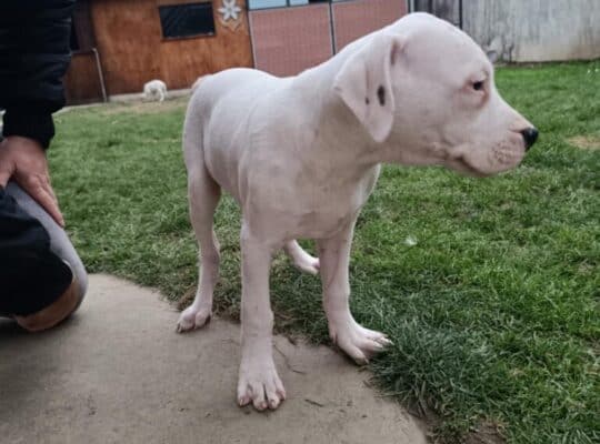Dogo Argentino štenci
