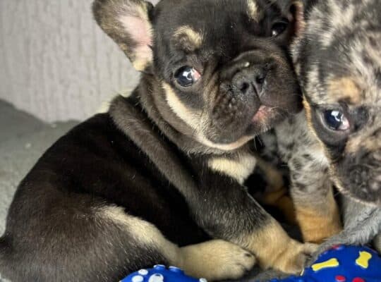 Francuski Buldog stenci egzoticnih boja
