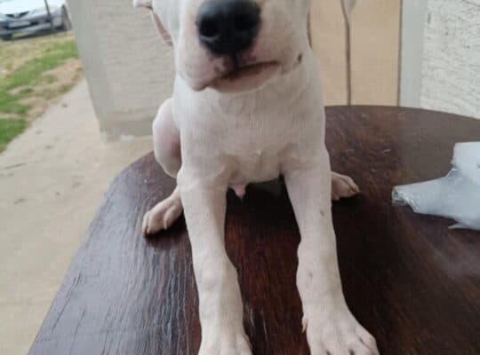 Dogo Argentino štenci