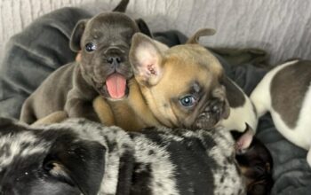 Francuski Buldog stenci egzoticnih boja