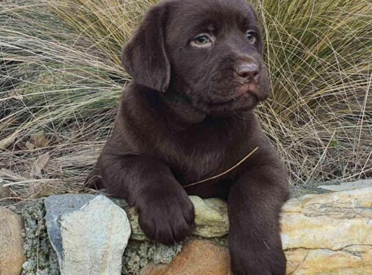Labrador retriver čokoladni štenci na prodaju