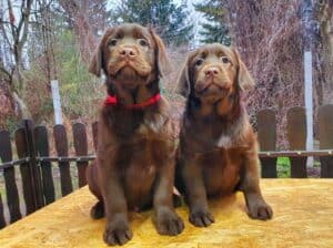 Labrador retriver čokoladni štenci