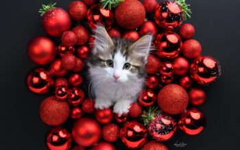 Norveška šumska mačka, mačići