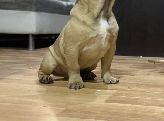 Francuski buldog štenci