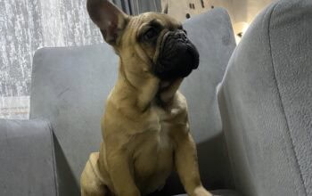 Francuski Buldog stenci