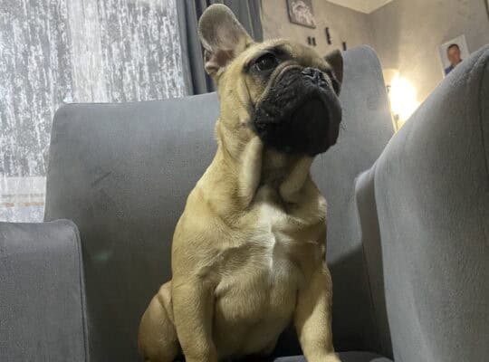 Francuski Buldog stenci