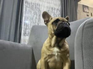 Francuski buldog štenci