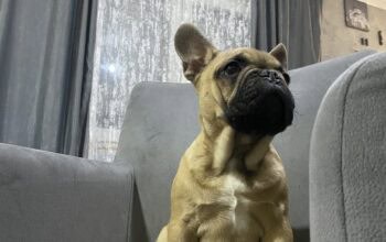 Francuski buldog štenci
