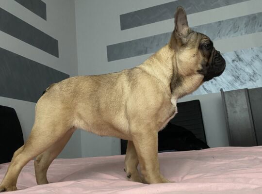 Francuski Buldog prelepi štenci