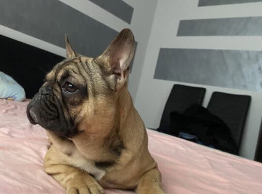 Francuski Buldog prelepi štenci