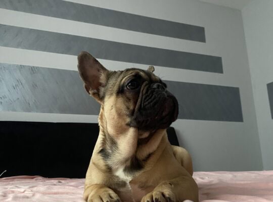 Francuski Buldog prelepi štenci