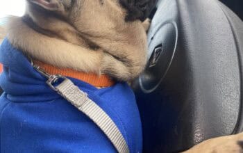 Francuski buldog štenci