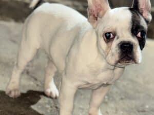 Francuski Buldog stenci