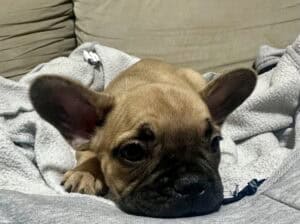 Francuski buldog štenci