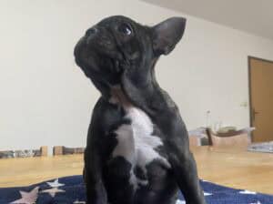 Francuski buldog