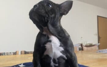 Francuski buldog