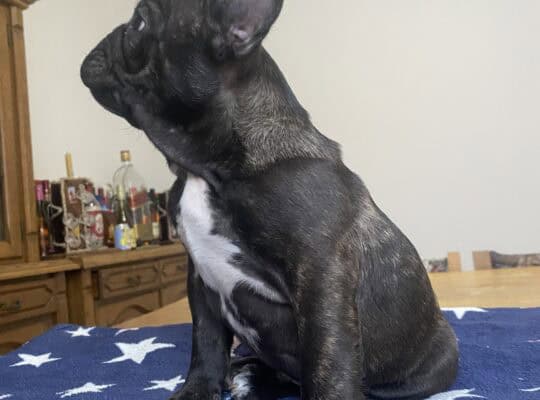 Francuski buldog