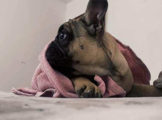 Francuski buldog štenci