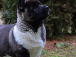 Americka Akita stenci