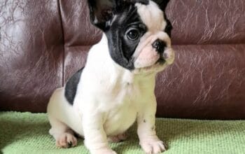 Francuski Buldog prelepi štenci