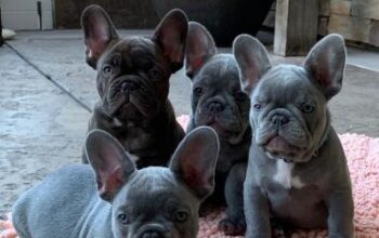 French bulldog puppies for adoption
