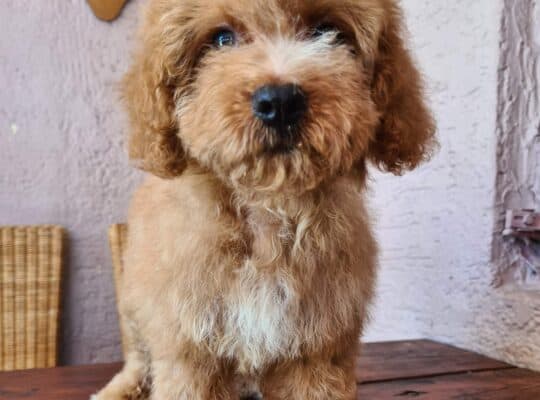 Labradoodle prelepi štenci