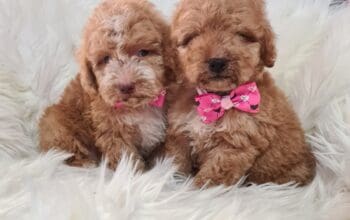 Labradoodle prelepi štenci
