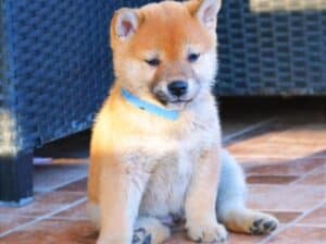 Shiba inu štenci