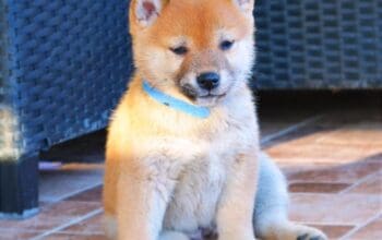 Shiba inu štenci