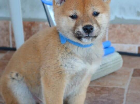 Shiba inu štenci