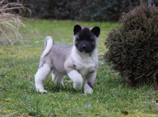Americka Akita stenci