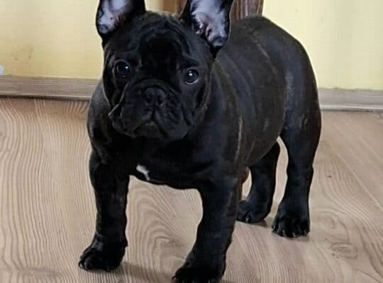 Francuski Buldog prelepi štenci