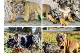Francuski buldog plavi