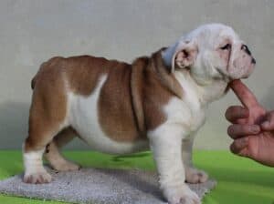Engleski buldog, ženska štenad