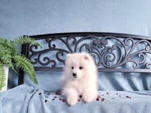 Samojed