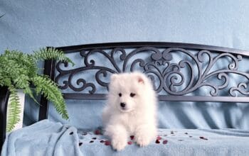 Samojed