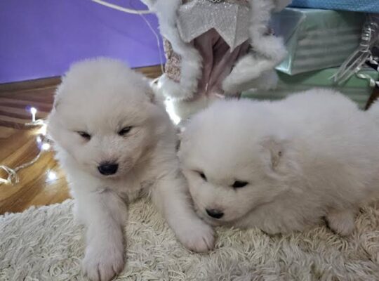 Samojed