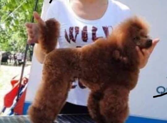 Pudla
