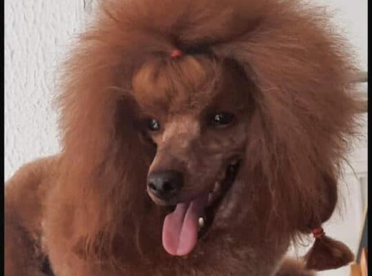 Pudla