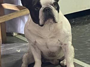 Francuski buldog parenje