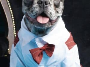 Francuski buldog egzotičan Merle