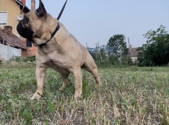 Francuski buldog parenje