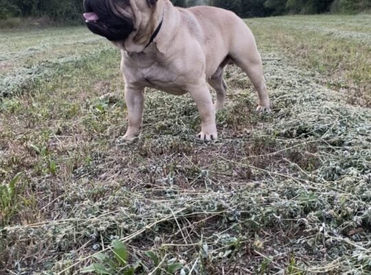 Francuski buldog parenje