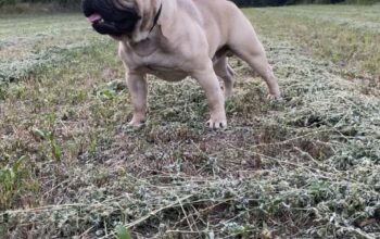 Francuski buldog parenje