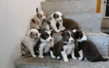 border collie