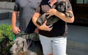 Amazing Blue Cane Corso puppies