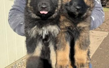 Kc German Shepherd Puppies